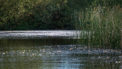 Heath Warren Wood Hampshire, colourful woodland scenes