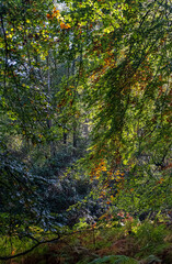 Heath Warren Wood Hampshire, colourful woodland scenes