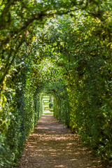 Fototapeta premium Jardins de Marqueyssac