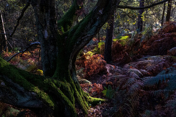 Obraz premium Heath Warren Wood Hampshire, colourful woodland scenes