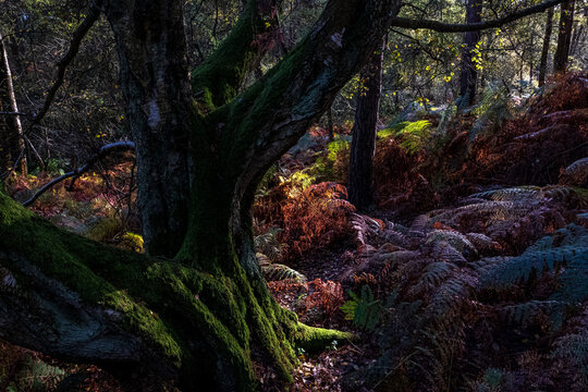 Heath Warren Wood Hampshire, colourful woodland scenes