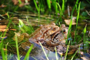 Frog Couple