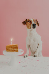 Dog birthday concept. Cute pedigree dog wears round spetacles, poses near festive cake with burning candle, enjoys party organized by owner, isolated on pink background, looks pensively away