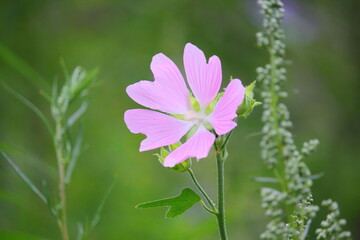 Fototapeta premium purple mountain flower close up