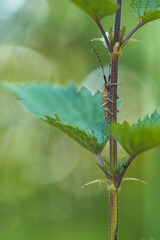 Criquet sur une tige