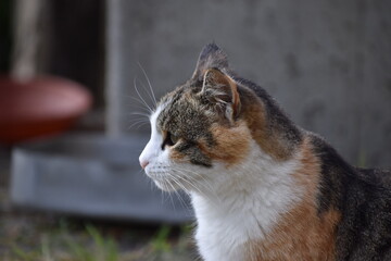 The beautiful face of the wild cat in Tuscany Italy