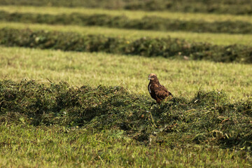 A young Western marsh harrier, Circus aeruginosus sitting on a hay column waiting for prey after...