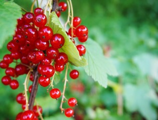 Red currant berries. Ripe red currants. Harvest berries.