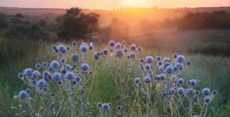 Summer landscape with wildflowers in the evening sunlight.