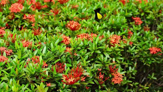 Tropical butterfly troides helena pollinates flowers in the garden.