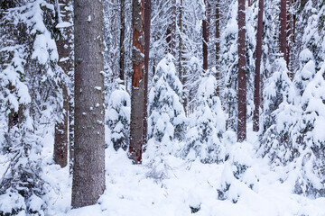 Snowy and cold wintery Estonian wild coniferous forest in Northern Europe. 