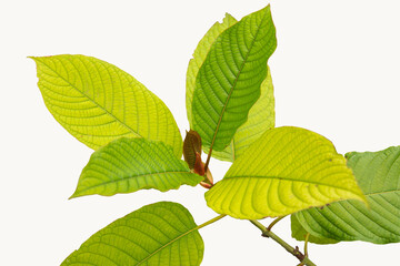 Mitragyna speciosa, mitragyna speciosa korth (kratom) Kratom leaf drug, drug from the plant in Thailand.