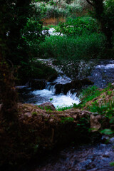 stream in the forest