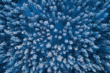 An aerial view of snowy and cold winter wonderland coniferous forest in boreal woodland of Estonia, Northern Europe. 