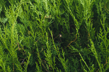 A small spider sits on a web against a background of green thuja in nature, hunts and waits for prey.