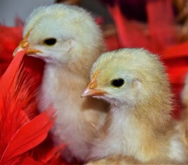 little chicken in the farm