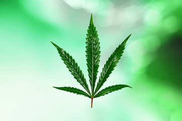 Cannabis Blatt vor Hintergrund
