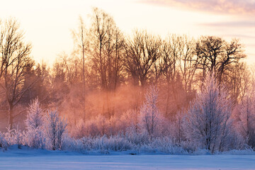 Stunning winter landscape during pink, foggy and frosty cold weather sunrise in a winter wonderland, Estonia, Northern Europe.