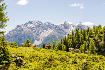 Fototapeta premium Ftan, Wanderweg, via Engiadina, Alp Laret, Bergbauer, Alm, Bergwiesen, Kuhalp, Kühe, Milchwirtschaft, Käse, Alpkäse, Alpen, Unterengadin, Inn, Inntal, Graubünden, Sommer, Schweiz