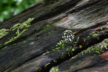 Obraz premium Diamonds are valuable, expensive and rare. For making jewelry 