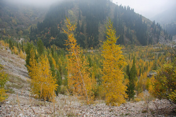 Autumn mountain landscape. Kazakhstan
