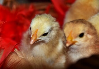 baby chicken