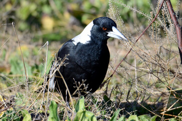 A magpie looks for insects in the grass near Bathurst, Australia
