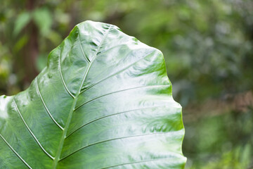 The image of a large leaf. The leave are green.