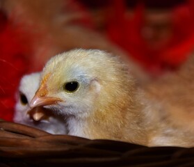 little chicken in a red box