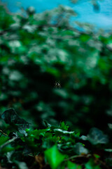 spider in the forest