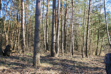 Spring forest in Poland. Outdoor natural landscape background.