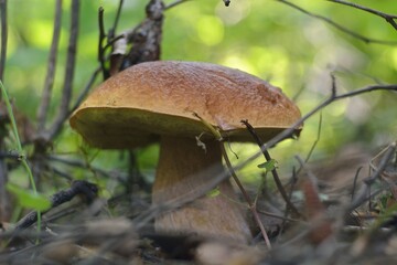 A summer gathering mushrooms, walking in the woods.