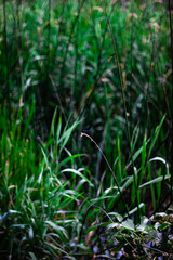 green grass in the wind