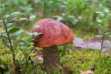 Orange-cup boletus in the autumn forest. Green background behind the mushroom