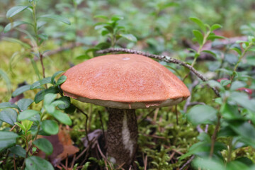 Orange-cup boletus in the autumn forest. Green background behind the mushroom