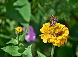 butterfly on flower