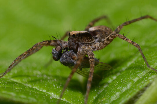 A macro shot of a wolf spider, Lycosidae, sitting on leaf and eating a fly
