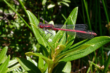 Large red damselfly (Pyrrhosoma nymphula) in Pyrenees Mountains