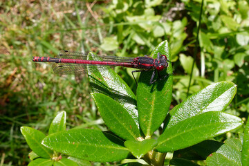 Large red damselfly (Pyrrhosoma nymphula) in Pyrenees Mountains