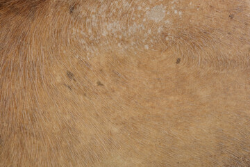 The dried cow skin, real texture background