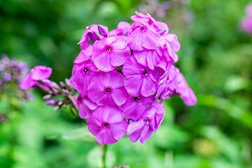Beautiful lilac flower on a green background.