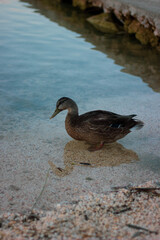 duck on the water
