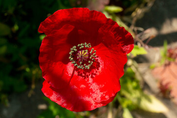 Poppy flower topdown view closeup
