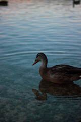 duck on the water
