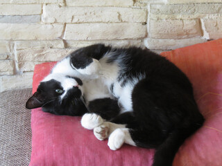 Relaxed black and white cat lays on his back on pillow and winks coquettishly. Sleepy relaxing day.