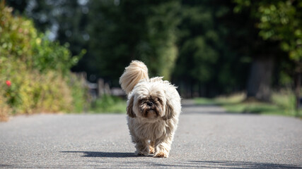 cute little white dog walking on the road towards the camera
