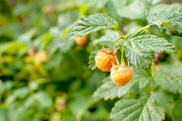 Yellow raspberries on a Bush in the garden close up.