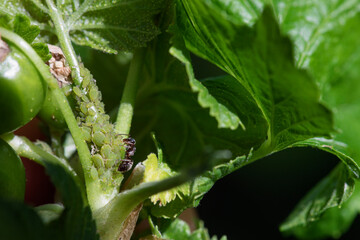 Insect pests. Ants who milk aphids for it by stroking their abdomen