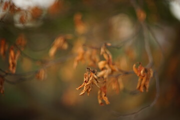 Closeup dry brown leaves on the tree branch in the forest.