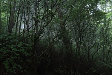 Naklejka premium nature in Hinohara village ,japan,tokyo